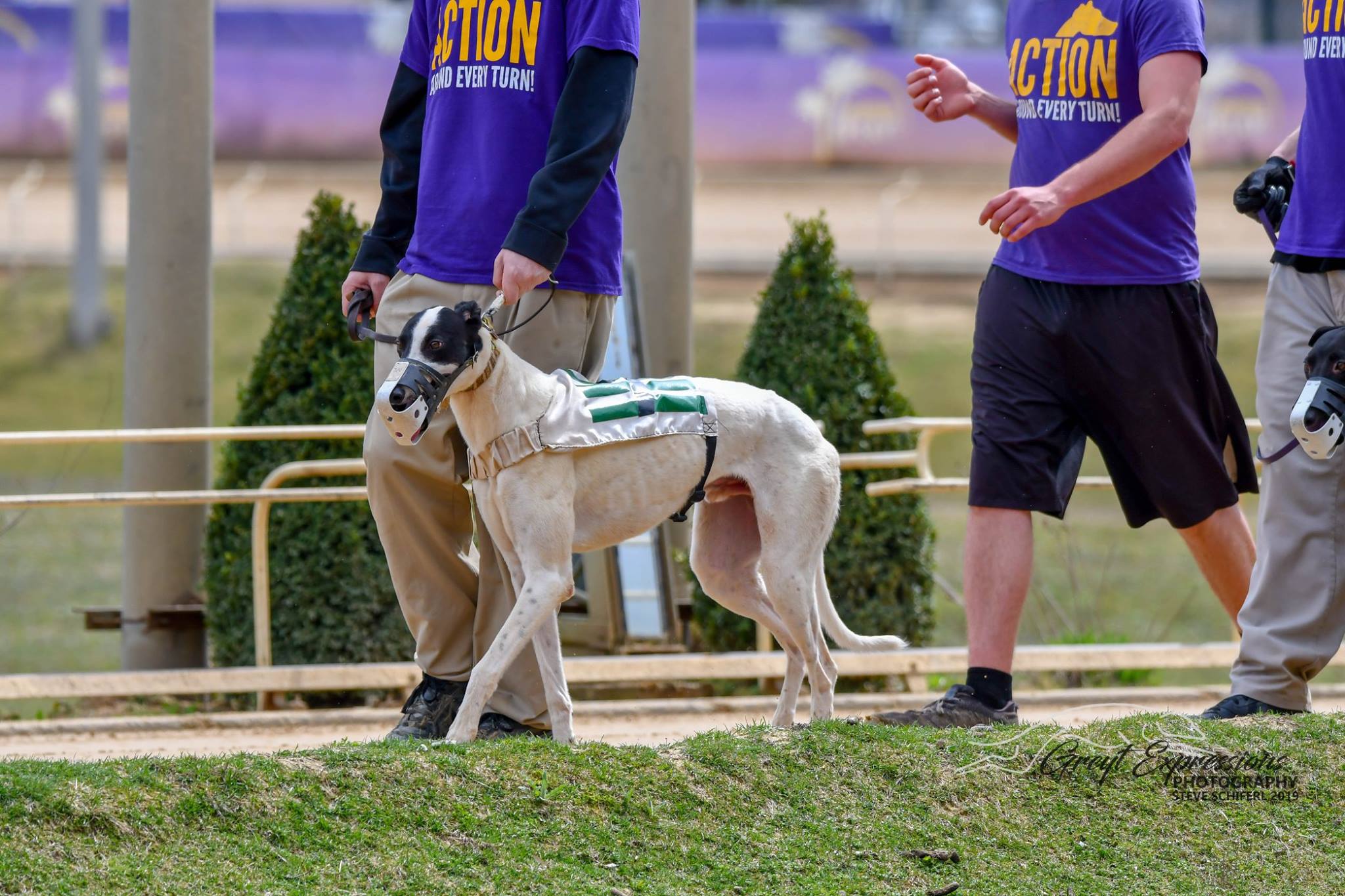 Nga Greyhound Assoc Nga Greyhound Twitter