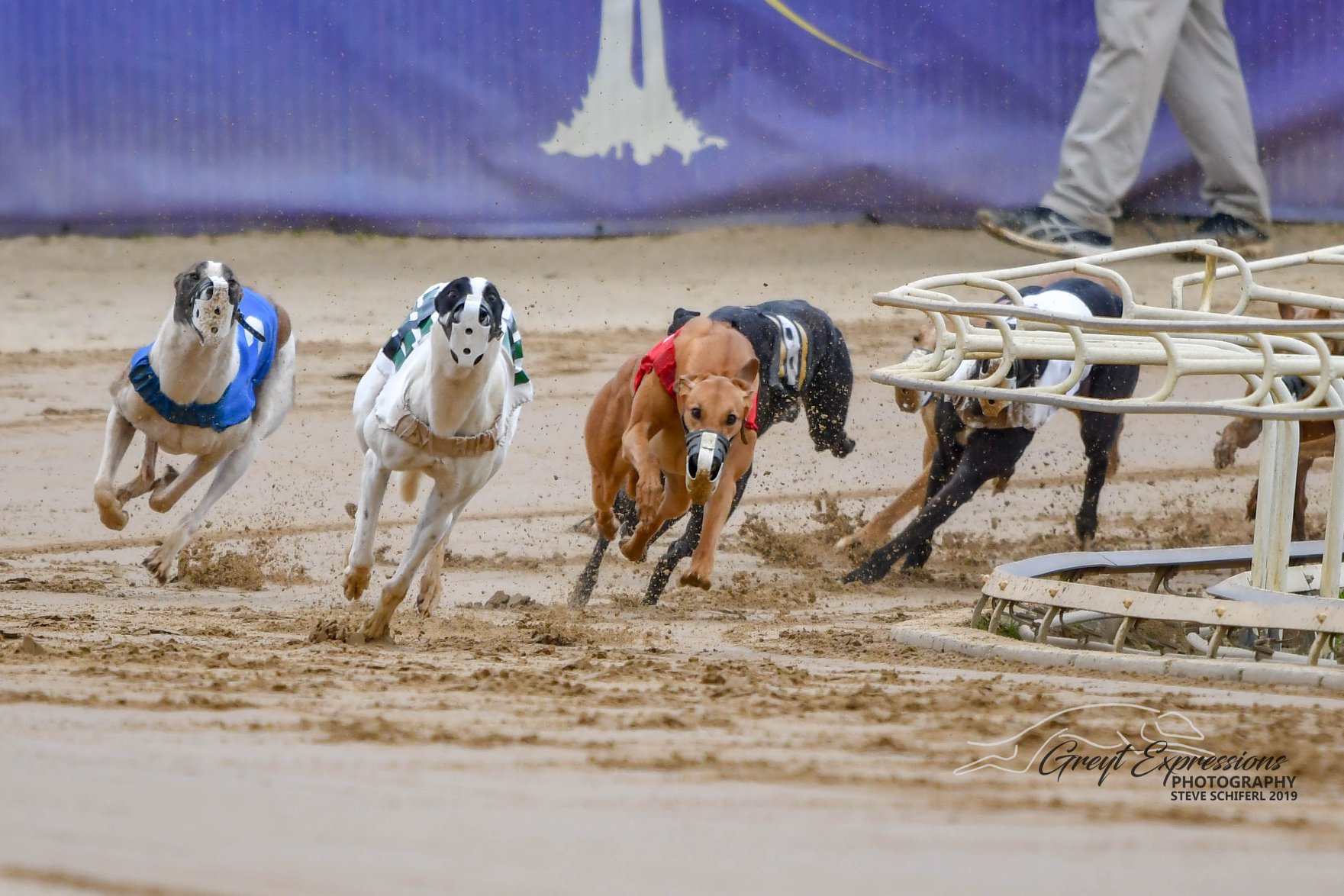 Nga Greyhound Assoc Nga Greyhound Twitter