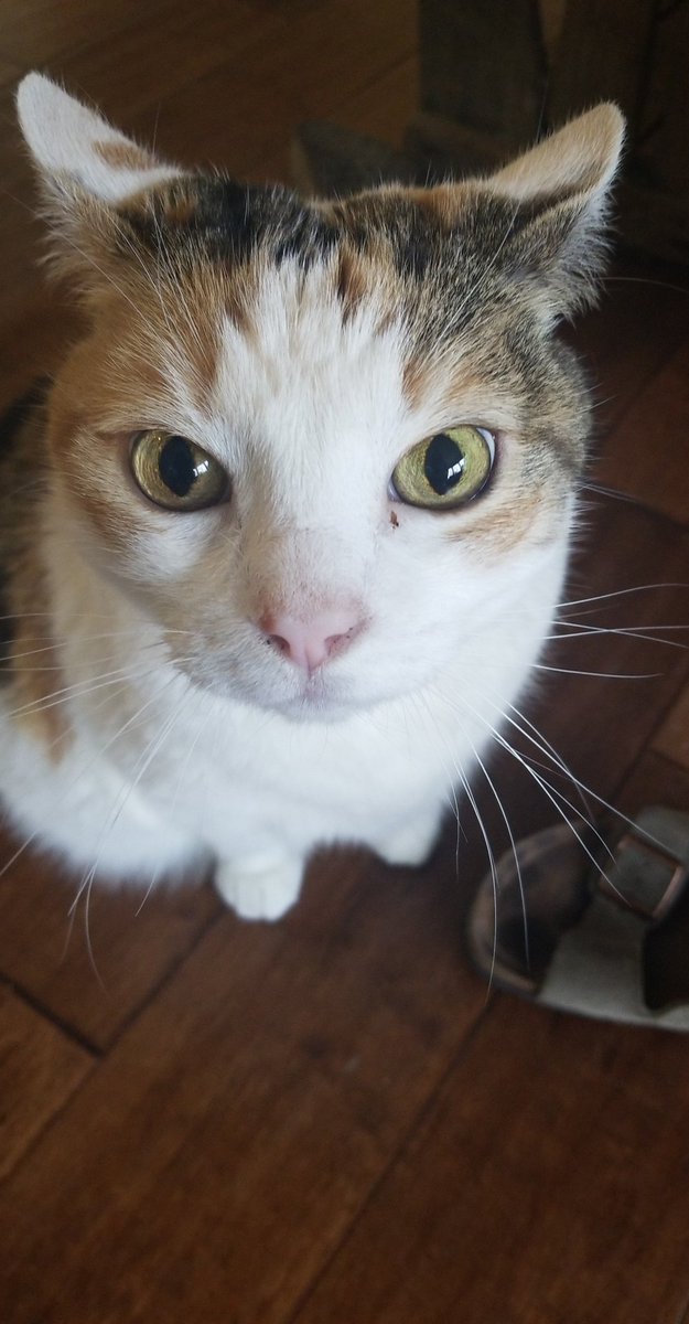 httpkatyc's tweet photo. @parkerjwale in the spirit of cute ass cats https://t.co/jqHQR00pk6