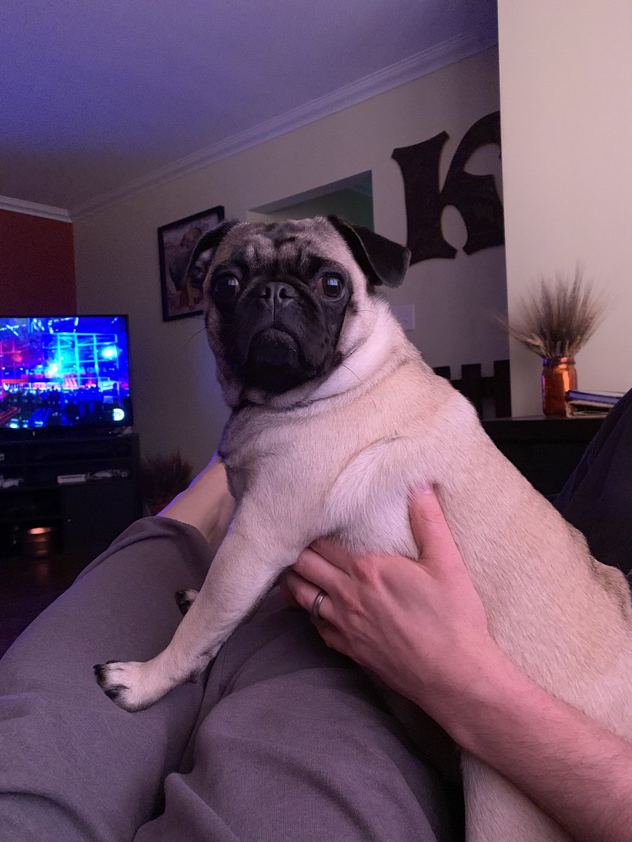 puggitypug's tweet photo. G’night everyone! Gotta go. This tv isn’t gonna watch itself.  #pugchat https://t.co/w6W7GuKfO8