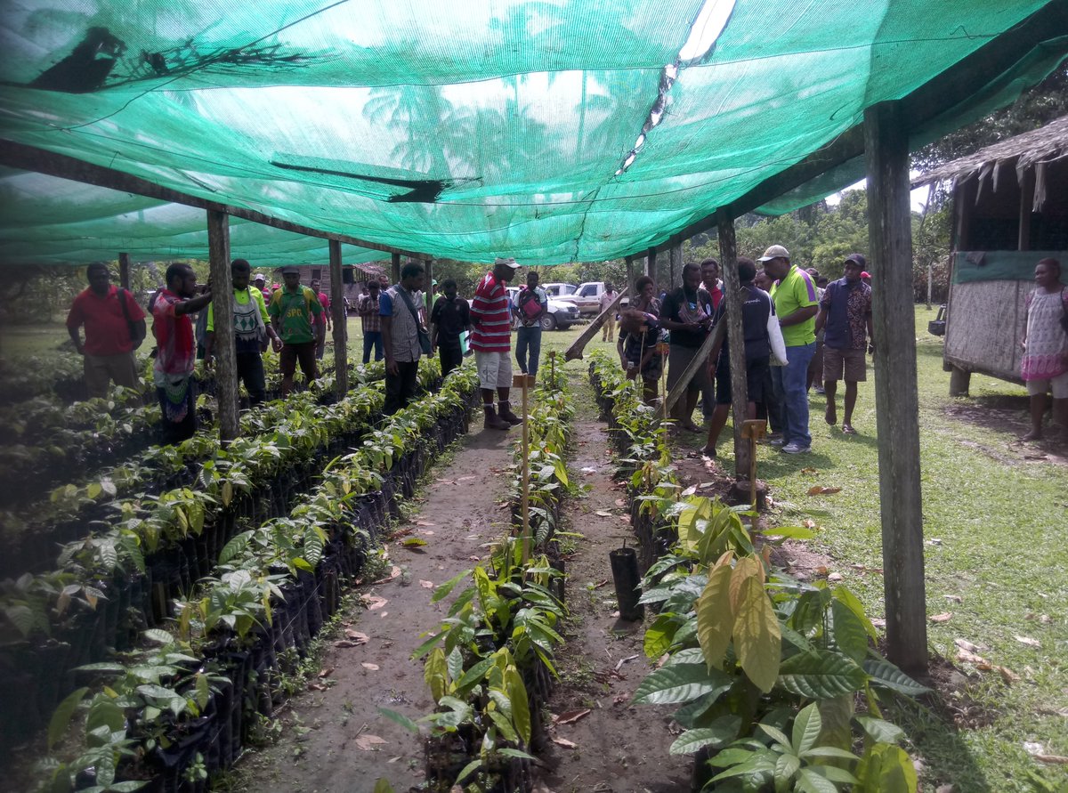 png_of's tweet photo. Establishing a Cocoa Nursery
The growth and performance of the young plants in the field is greatly affected by how well they are raised in the nursery.
1. Selecting a good site for a nursery
2. Site preparation
3. Nursery construction
#pngcocoa #cocoanursery https://t.co/oDamYt3cR3