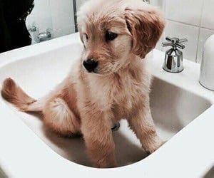 RaisingSomeHell's tweet image. Meet Otis. Calla’s new puppy. Aka my excuse to get a dog.