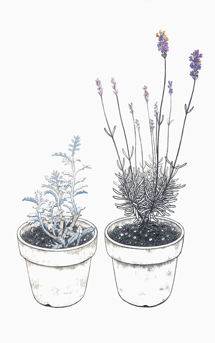 Yukiko Suto 須藤 由希子 ラベンダーの鉢 Pots Of Lavender 14 Pencil And Watercolor On Paper Mounted On Panel 42 5 X 27 Cm 鉢植え ラベンダー 白妙菊