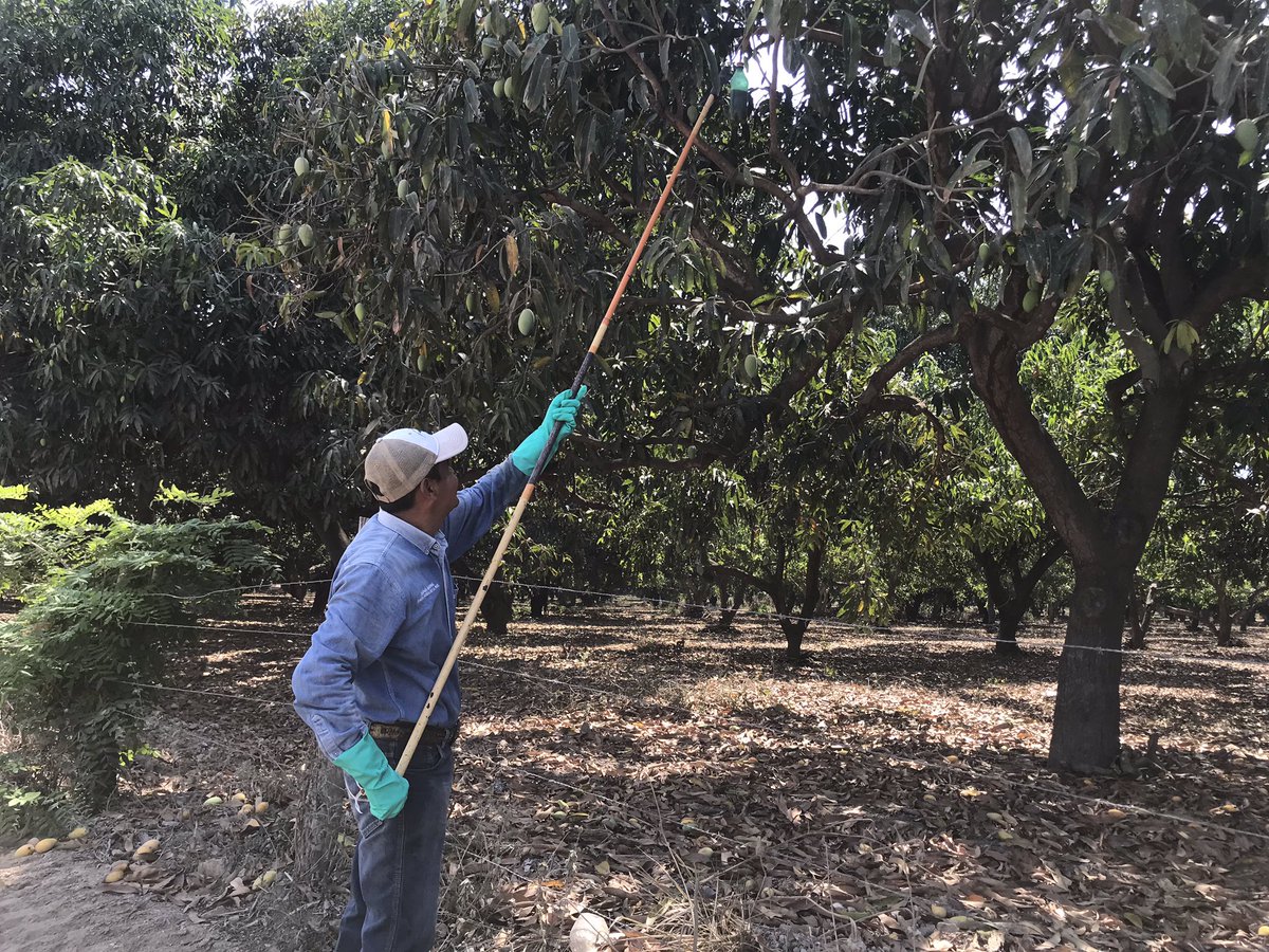 berthareynoso's tweet photo. Técnicos del #CESAVECOL colocaran 4, 197 estaciones cebo con proteína enzimática y malation para evitar que la Mosca del Mediterráneo (plaga destructora) afecte cultivos. La mosca llegó a Manzanillo en abril y hay un Dispositivo Nacional de Emergencia para evitar su dispersión. https://t.co/6KtMN8G3XL