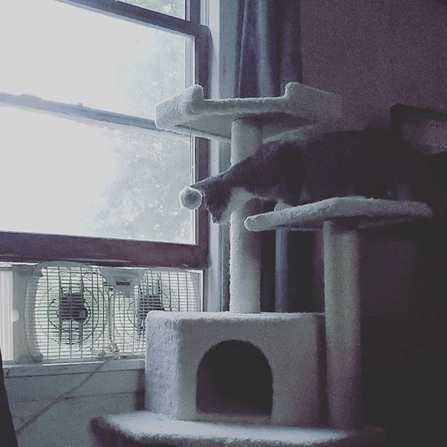 Valandrah's tweet image. Wade Wilson isn't too sure about this thing in his window #wadewilsonkitty #newthings #hatechange bit.ly/2WUxuGs