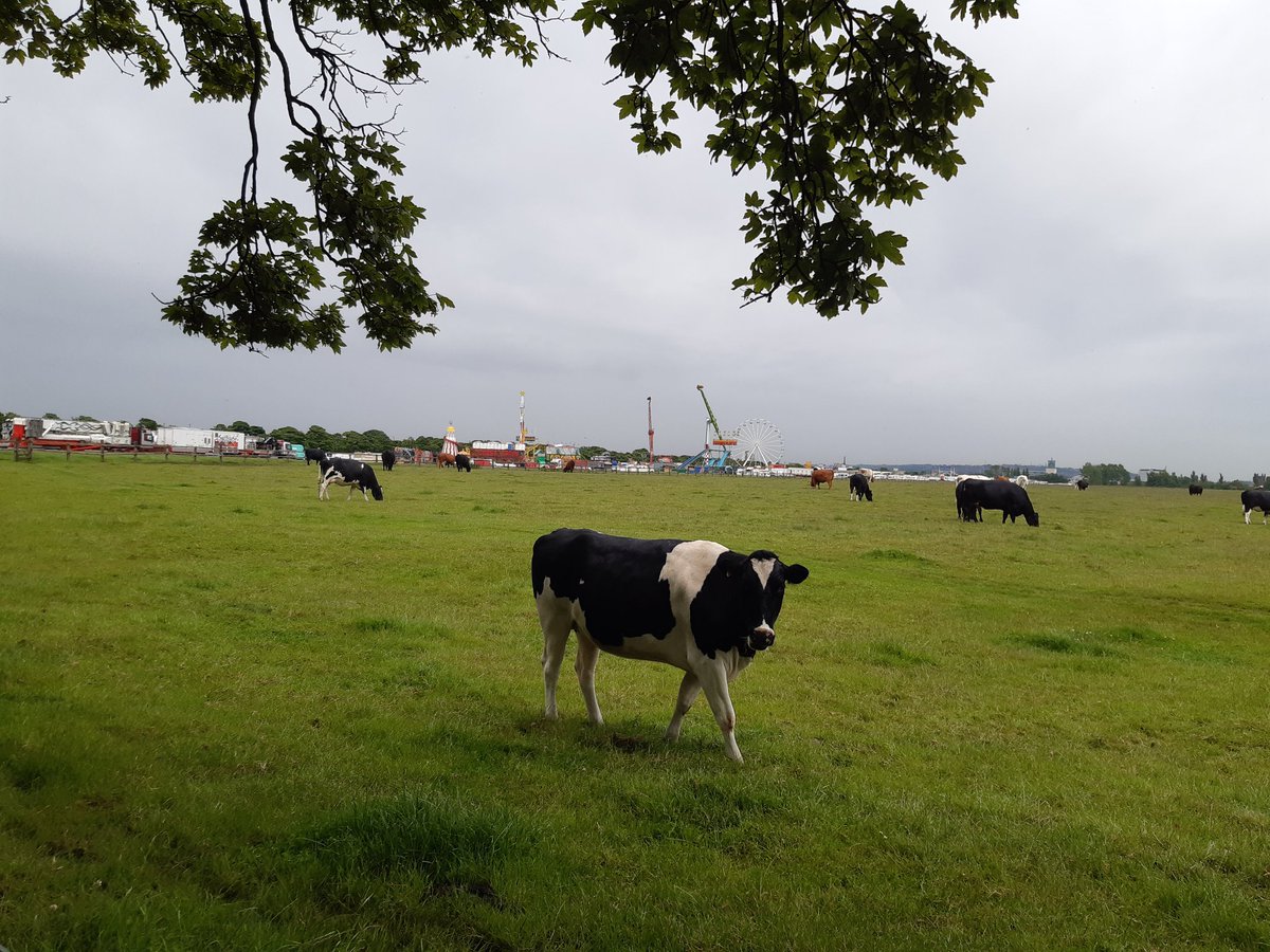 TourswithLaura's tweet photo. Summer comes to the #toon
#CowsInTown #TownMoor #Hoppings #Newcastle @altweet_pet @wylambrewery @NCL_Uncovered @Englands_NE @NEETG @BBGuides #Freemen https://t.co/iLWXCqZSkL