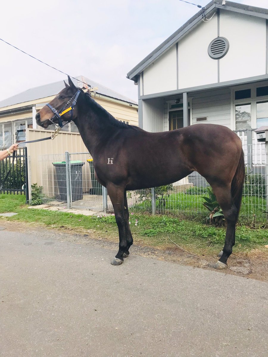 Jason Deamer has Grappas Girl looking great as she heads towards her first race start in the Spring. #racingisfun #broadmeadowbeauty #comeracingwithus #getinvolved #bringiton