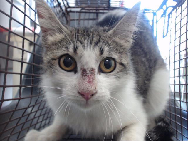 PeterAskin1's tweet photo. Does darling grey tabby & white "Wisconsin" #A717711 at the #DevoreCA shelter look aggressive to you? Nope, just scared & wary in this place of death! We can save this darling! May die on Saturday 06/22! Pledge for rescue/foster! Share/save! VERY URGENT!
https://t.co/YcLNfgWbMJ https://t.co/l9bf6EjUx7