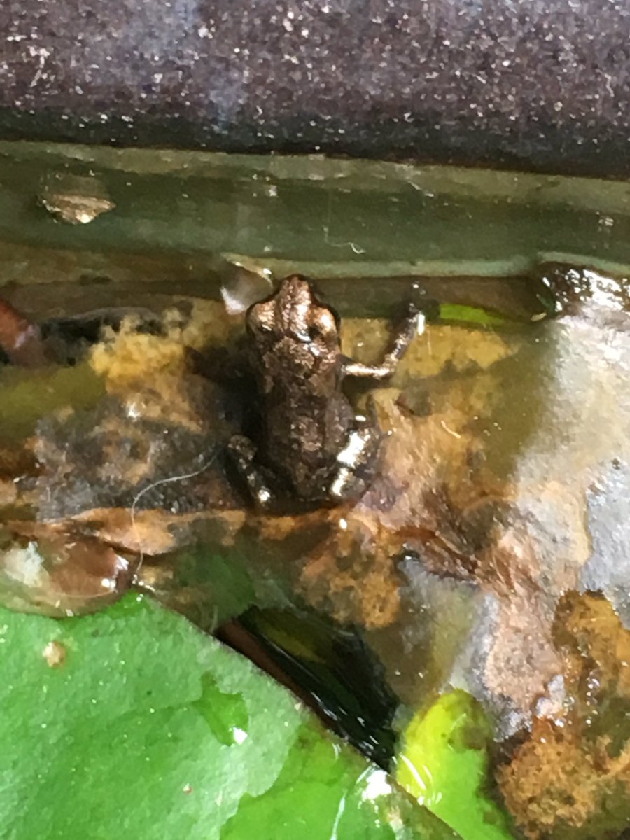 ヤモマーク 庭のビオトープで育てていたオタマジャクシが小さなカエルになりました これから先は外に出て自分で餌を探して生きていきます 大きくなったら庭に遊びに来てくれたらいいなぁ