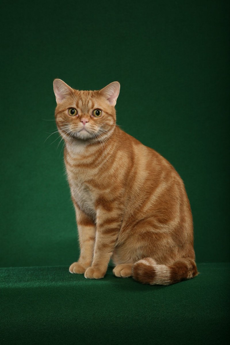 Nama Kucing Bermula Huruf M 81021+ Nama Untuk Kucing
