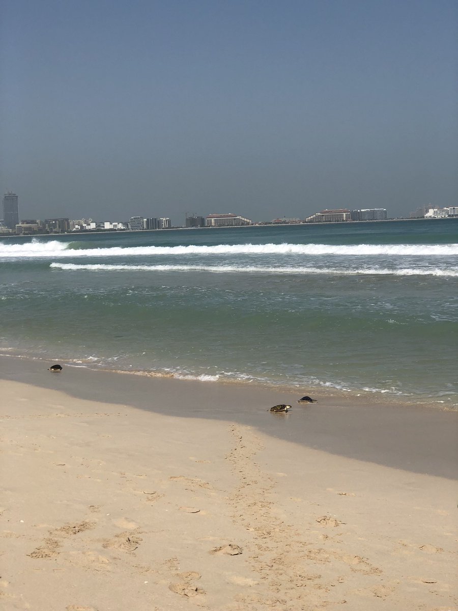 DBS_FS1's tweet photo. Tiger Class we’re so lucky to go on a turtle release trip this morning. Our turtle, Diamond waddled back into the sea successfully. Happy swimming Diamond, we will be tracking you! 🐢 💎 #caring and #rehabilitation #BeginsAtDBS @DBS_HOFF https://t.co/tPxpbSSFww