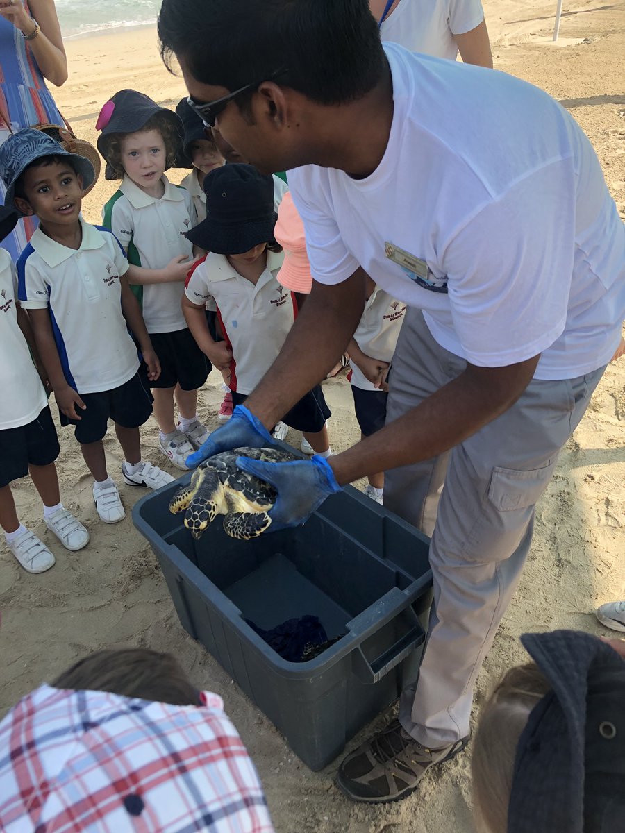 DBS_FS1's tweet photo. Tiger Class we’re so lucky to go on a turtle release trip this morning. Our turtle, Diamond waddled back into the sea successfully. Happy swimming Diamond, we will be tracking you! 🐢 💎 #caring and #rehabilitation #BeginsAtDBS @DBS_HOFF https://t.co/tPxpbSSFww
