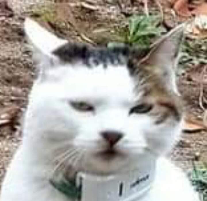 KhalifahMedia's tweet photo. Pergerakan kucing dalam sehari apabila dikesan melalui pengesan GPS..

HAHAHAHA kuat berjalan betul! https://t.co/Q0L2YOi2fS