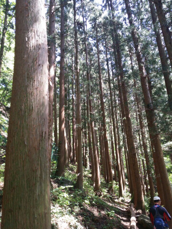 가장 바쁜 농번기는
실록이 푸르고 푸르러
여행하기 좋은 계절이다

일하기도 가장 좋지만
놀기도 가장 좋다

가장 바쁜 시기에
땡땡이 치고
놀면 참 좋겠다