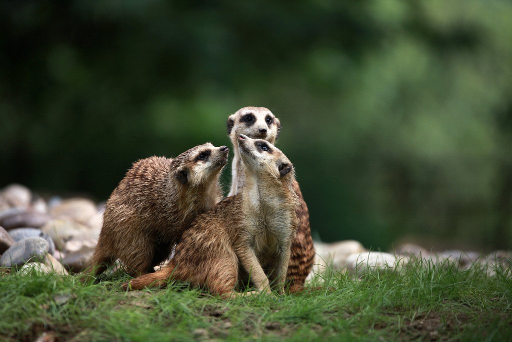 Seven meerkats, the animal Timon in the movie "The Lion King" was modeled after, made their public debut at a zoo in Yangzhou, east... | CGTN | Scoopnest Seven meerkats, the animal Timon in the movie "The Lion King" was modeled after, made their public debut at a zoo in Yangzhou, east... | CGTN | Scoopnest
