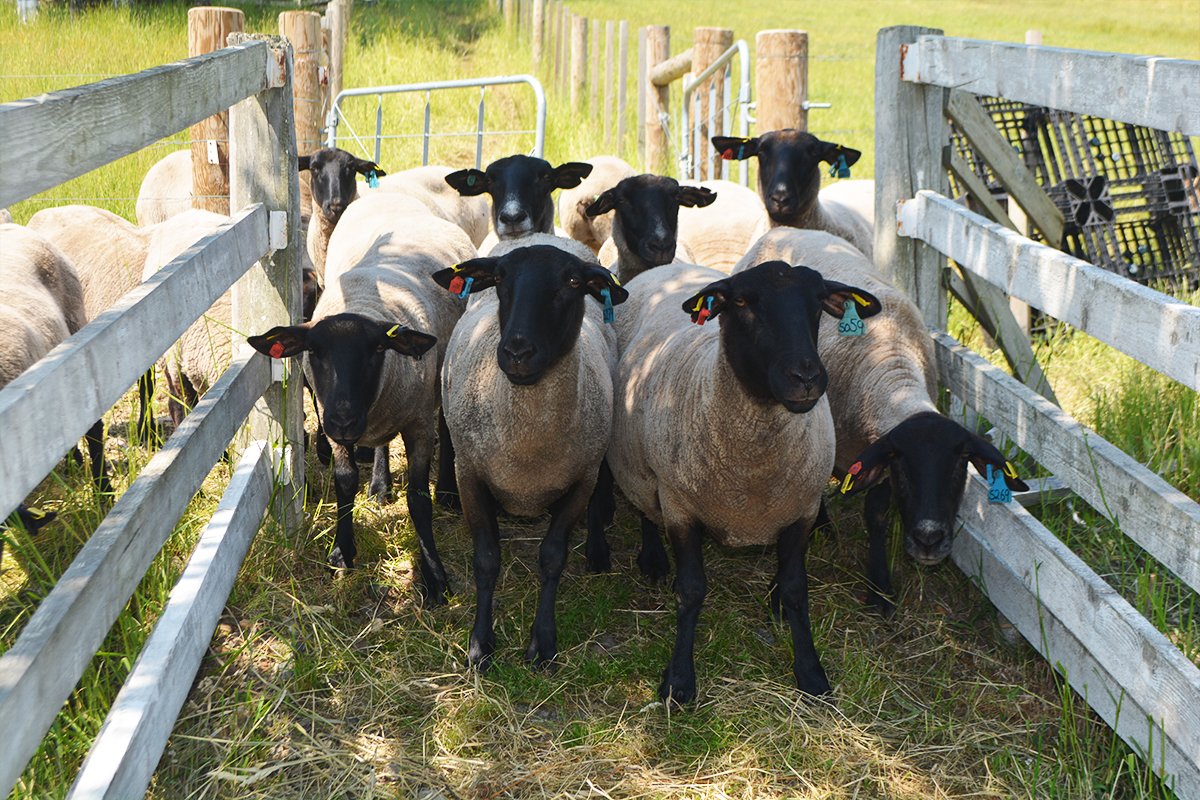 羊あるある Twitter Search Twitter