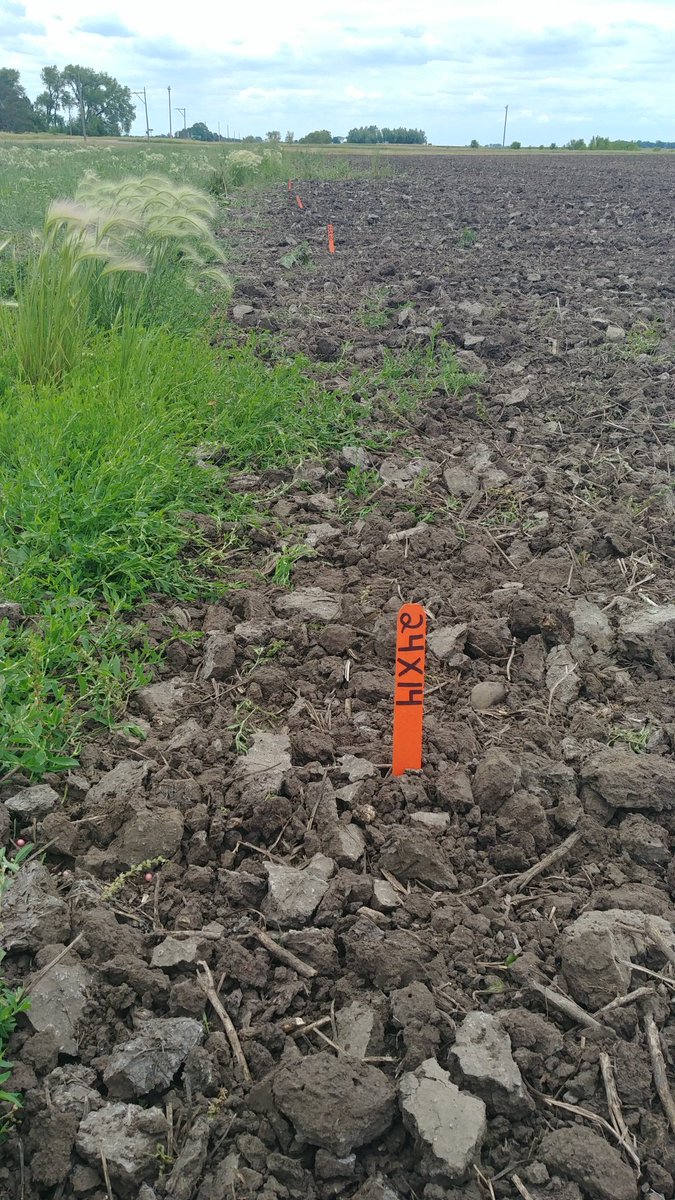 Lindsey Berg tweet media