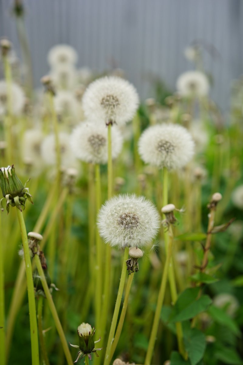 eflexyourhead's tweet photo. New-ish on my Instagram... #SonyA7 #SonyAlpha #Zeiss #summer #Summer2019 #dandelion #bokeh #bokehlicious #Edison #EdisonWA #SkagitCounty #PNW #USA #travel #travelphotography #photography
https://t.co/FDHwPvLXIL https://t.co/BqtUu7Kf8q