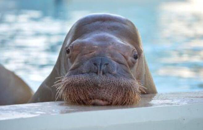 walruswhisperer's tweet photo. Leaving Smooshi the walrus in isolation, out of the public’s eye is condemning her to death. She’s been alone now for 8 weeks, as 4 walruses have recently died. Is Marineland making Smooshi suffer as revenge for my revealing animal cruelty? She needs to be moved now! #SaveSmooshi https://t.co/xTTiNUHXa9