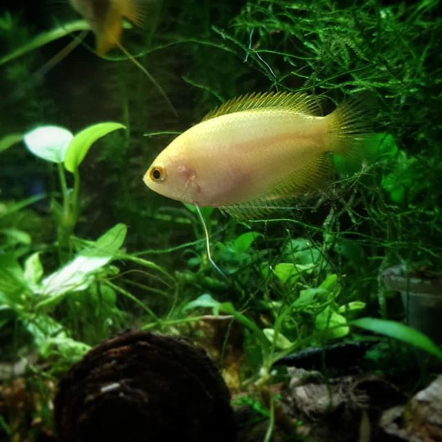 OVAS_CA's tweet image. Who else keeps honey gourami? Such an interesting fish to watch :) #OVAS #ottawavalleyaquariumsociety #honeygourami #aquariums #fishkeeping bit.ly/2ISvSTI