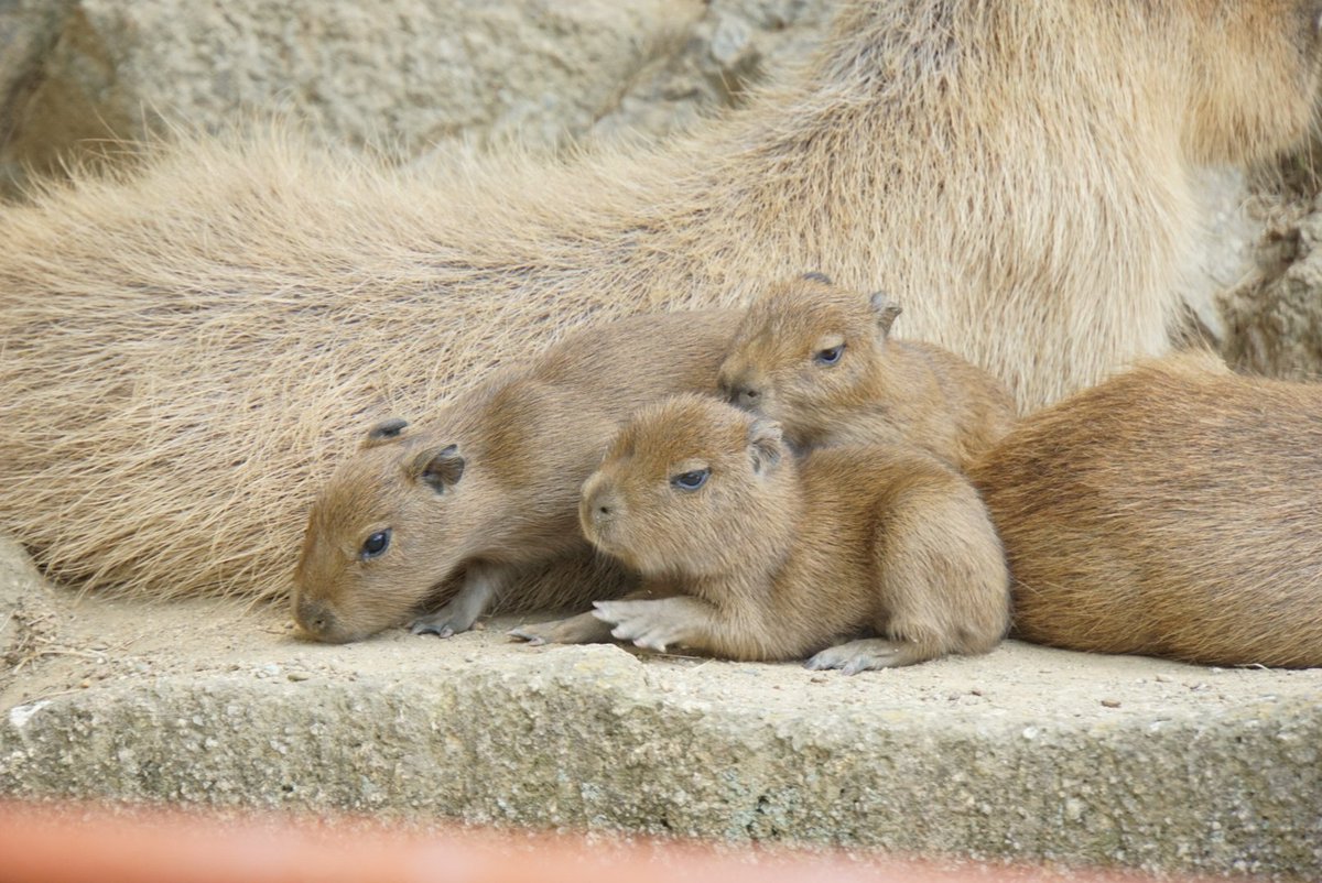 くろめっと 出張カメラマン きゃああああああああ生まれたて赤ちゃんカピバラかわいいいいいいいいいいいいいい 浜松市動物園 カピバラ