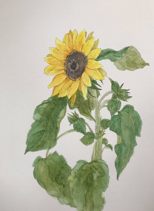 ひまわり 高画質 のtwitterイラスト検索結果 ひまわり 高画質 のtwitterイラスト検索結果