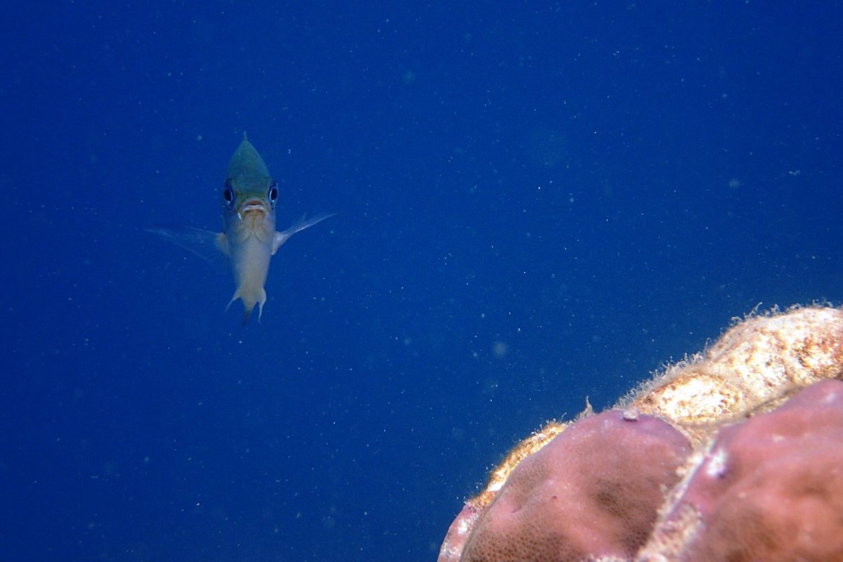 Hashtag Hewanlaut Sur Twitter