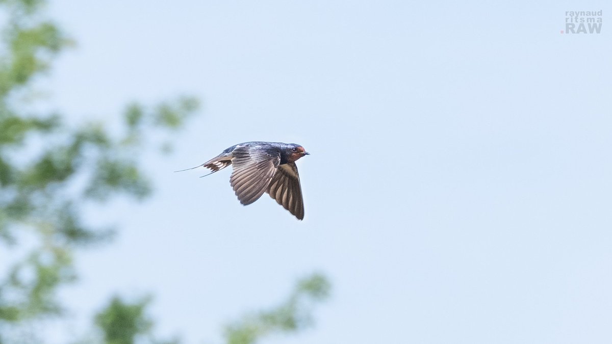 Als de zwaluwen laag vliegen krijgen we regen. Laten we dat niet hopen. Want vanmiddag zing ik tijdens het Junior Lauswolt Zomerconcert, samen met Dirk Lennart en het Frysk Jeugdorkest. Dan is regenloos wel fijn. Oh en deze zwaluw zit bij mij onder de dakrand. Goedemorgen ☀️
