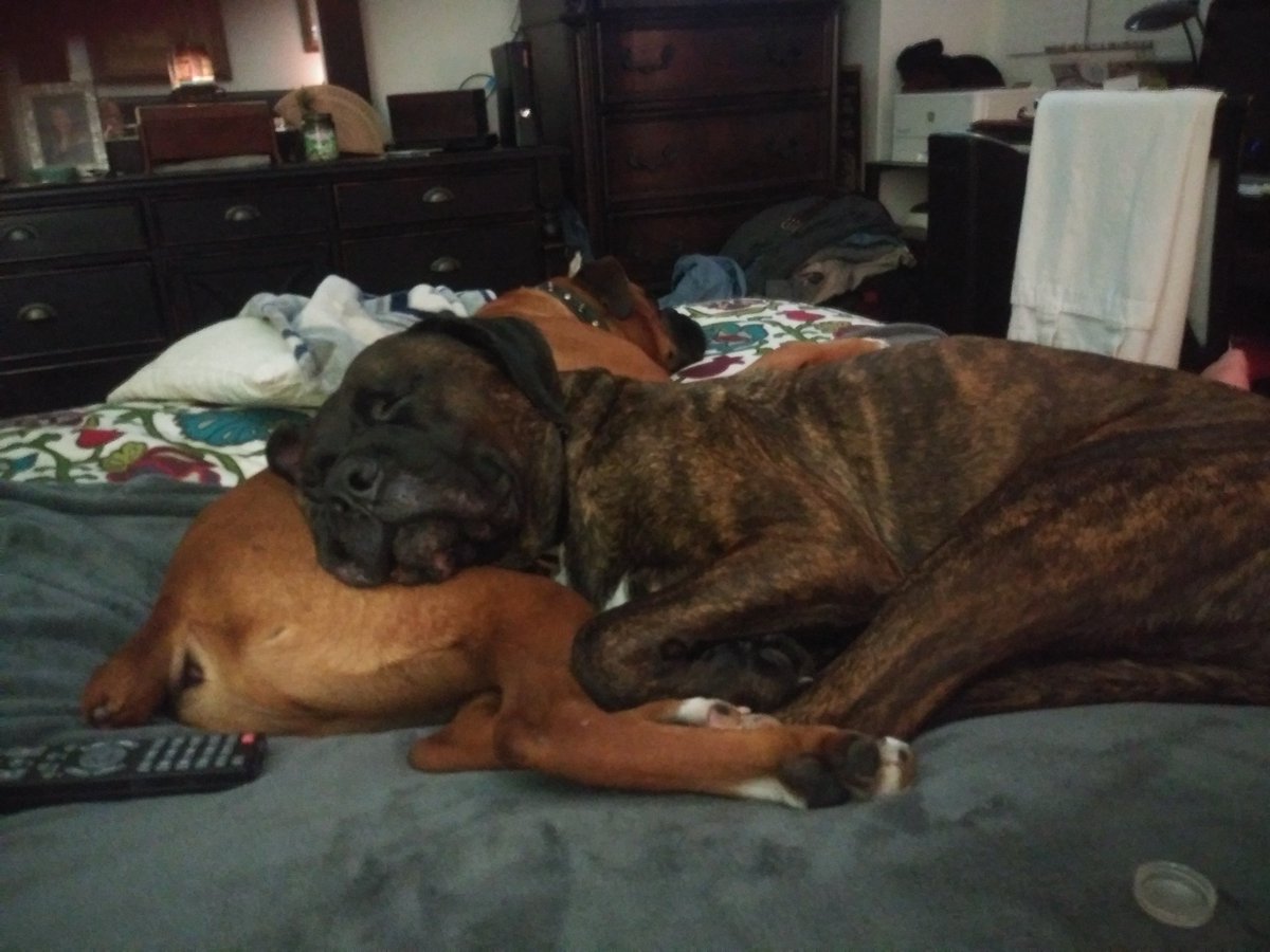 CajunFilajun's tweet photo. @MadisonCiccone Vicious bull Mastiff and boxer https://t.co/Cez65MafYA