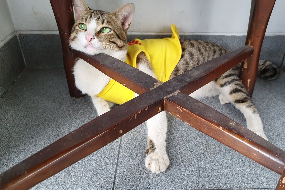 adeirra's tweet photo. Inilah dia si #kibul pake baju. Fotonya kurang jelas krn td dia cm mau mojok di bawah kursi. Nanti difoto lagi lah kl udh cakepan. https://t.co/GtKALQptBq