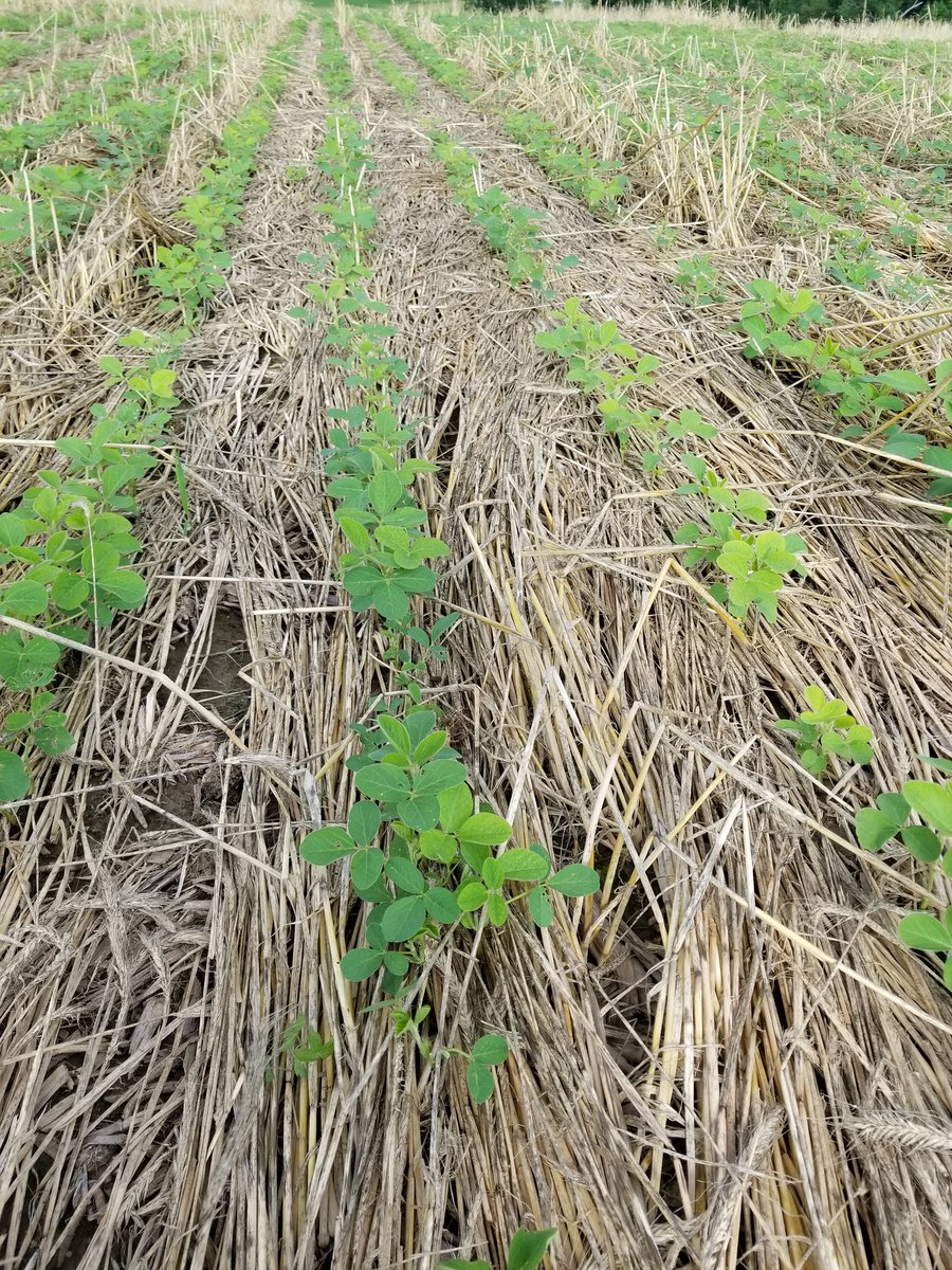 PrinsAaron's tweet photo. As if we don't already have enough to worrie about this #plant19 season. Slugs are present in both crops. Soybean fields with no-till practices have been the heaviest with rye cover being the worst. Control options are slim. Only in extreme cases may see a reduction in yield. https://t.co/G1HvLB16JV
