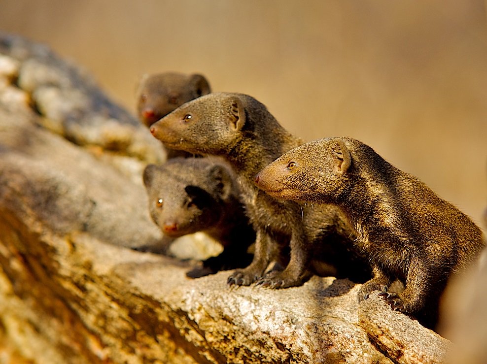 Dwarf Mongoose tweet media