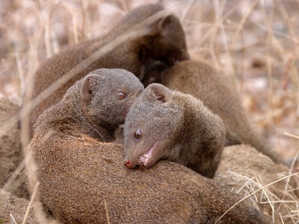 Dwarf Mongoose (@dwarf_mongoose) on Twitter photo Our new #openaccess paper is out in <a href="/BehavEcol/">Behavioral Ecology</a>
'Experimental field evidence that out-group threats influence within-group behavior', featuring hard-won data from wild #mongooses by <a href="/AmyMorrisDrake/">Amy Morris-Drake</a> <a href="/Julie_M_Kern/">Julie Kern</a> <a href="/ChristensenChaz/">CharlotteChristensen</a>
doi.org/10.1093/beheco…
<a href="/BristolBioSci/">University of Bristol Biological Sciences</a> <a href="/BristolUni/">University of Bristol</a> Our new #openaccess paper is out in <a href="/BehavEcol/">Behavioral Ecology</a>
'Experimental field evidence that out-group threats influence within-group behavior', featuring hard-won data from wild #mongooses by <a href="/AmyMorrisDrake/">Amy Morris-Drake</a> <a href="/Julie_M_Kern/">Julie Kern</a> <a href="/ChristensenChaz/">CharlotteChristensen</a>
doi.org/10.1093/beheco…
<a href="/BristolBioSci/">University of Bristol Biological Sciences</a> <a href="/BristolUni/">University of Bristol</a>