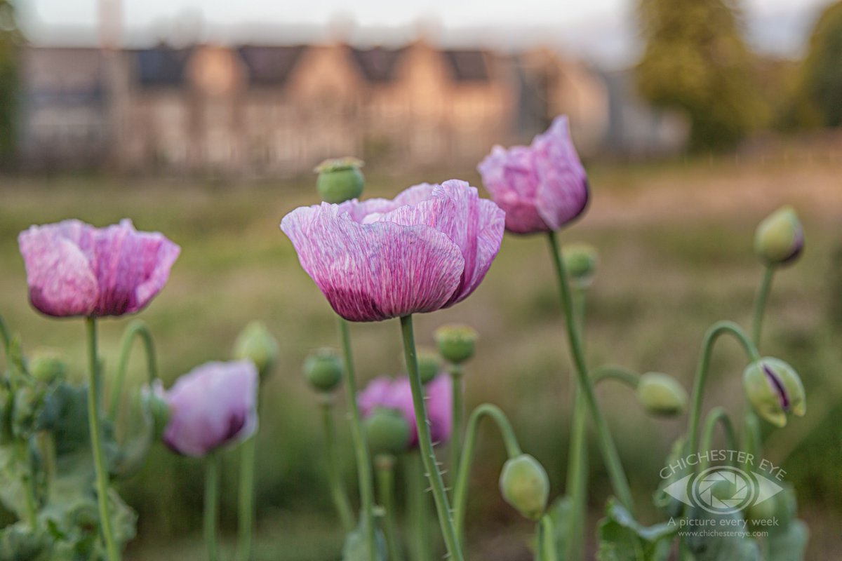 chichestereye's tweet photo. #Chichester in bloom as @FestOfChi starts. So many great names and events not to be missed.

@TheNovium @LoveChichester @Chiobserver @VSussex @SussexLifeMag  

@chichestereye, bringing you a photo of #Chichester  and the surrounding area, every week. https://t.co/Bc2nNR7pEi
