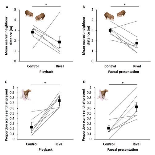 Dwarf Mongoose tweet media
