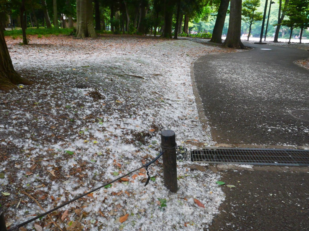 都立林試の森公園 Twitterissa 林試の森公園情報 昨日も今日も 本当に雪が降ったようです 柳絮の絮ってワタのこと この漢字くどいとも読むから不思議 いまが盛りです 柳絮 カロリナポプラ 柳 季語