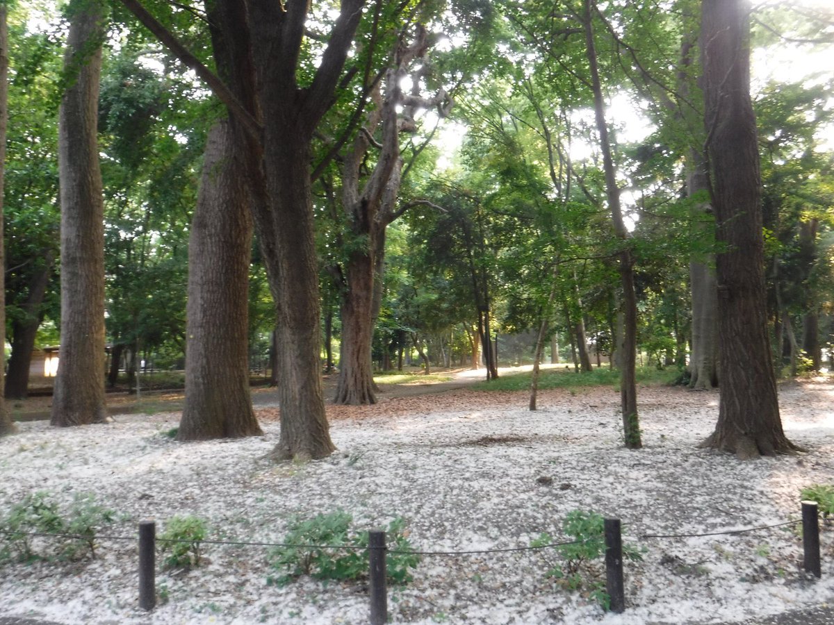 都立林試の森公園 Twitterissa 林試の森公園情報 昨日も今日も 本当に雪が降ったようです 柳絮の絮ってワタのこと この漢字くどいとも読むから不思議 いまが盛りです 柳絮 カロリナポプラ 柳 季語