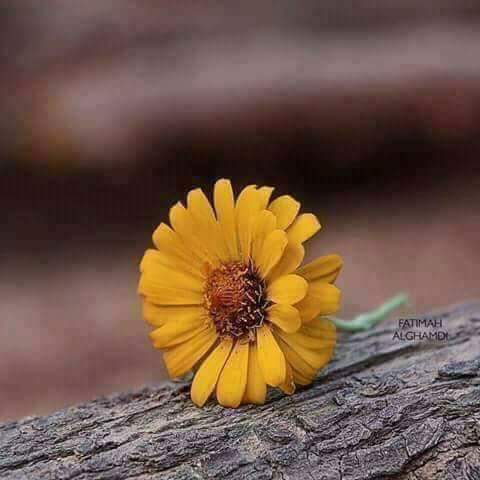 ADaBi_SHaiRI's tweet photo. _
انسان کا ماضی چاہے کتنا ہی گناہوں سے بھرا ہوا ہو اس کا مستقبل ابھی بالکل پاک ہے اللہ تعالیٰ توبہ کو پسند کرتا ہے....

#Subah Bakhair https://t.co/rBrgbK96iq