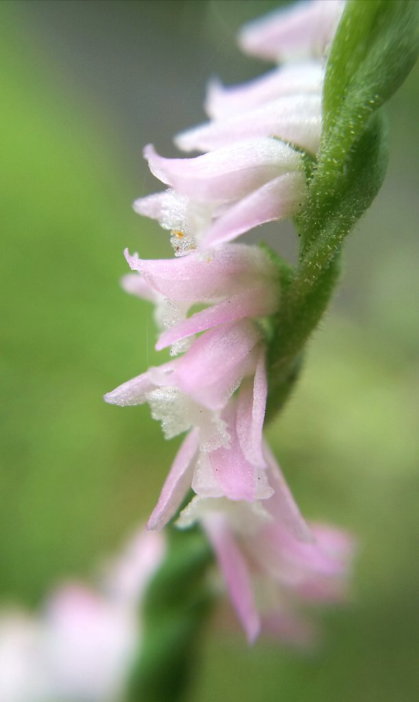 kkviolin0203's tweet photo. 螺旋を描くように 美しく咲く
小さな 小さなランの花
ひとつの花は約5mm
茎までネジネシ 綺麗 *゚
#ネジバナ #捩花 #ラン科
#モジズリ #綟摺 #ネジリバナ
#spiranthes #spiranthes_sinensis
#ladystresses #screwflower
#植物多様性センター #神代植物公園 https://t.co/u1aIUJBalx