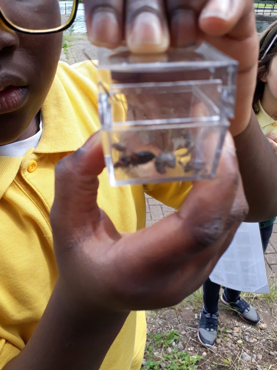 StCuthbertsPrm's tweet photo. Mini beast hunting with the #RSPB @Natures_Voice #StTeilos #biodiversity #Oneplanetcardiff https://t.co/kCFfzhjlfI