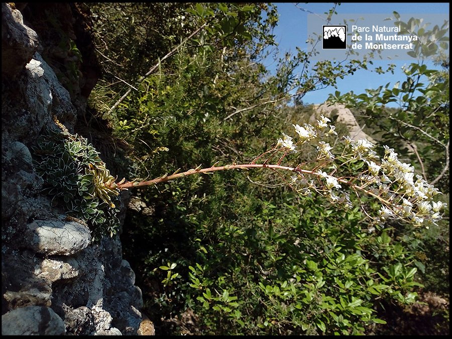 PN Montserrat tweet media