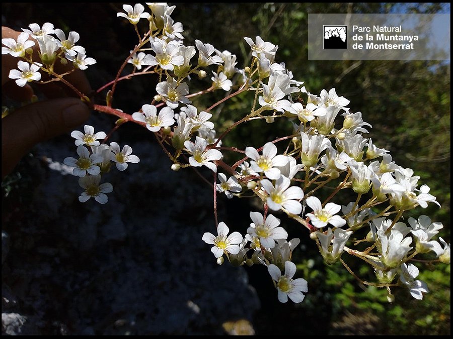 PN Montserrat tweet media