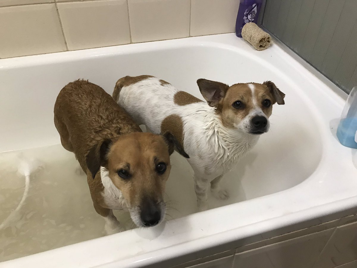 PvtBuddybum's tweet photo. B&amp;p:🥳We is enjoyin a nice warm baff on a chilly day...but also planning on takin daddy out in his sleep for it!!!🛁🐶🐶✨😤🤬😈☠️
RaaaRr!!!👊🏻💥
Raarsqueak!!💪🏻✨
#WeLearnHimGood😤
#SparklesThursday #PlottingRevenge #zshq https://t.co/IvZh0EyzFY