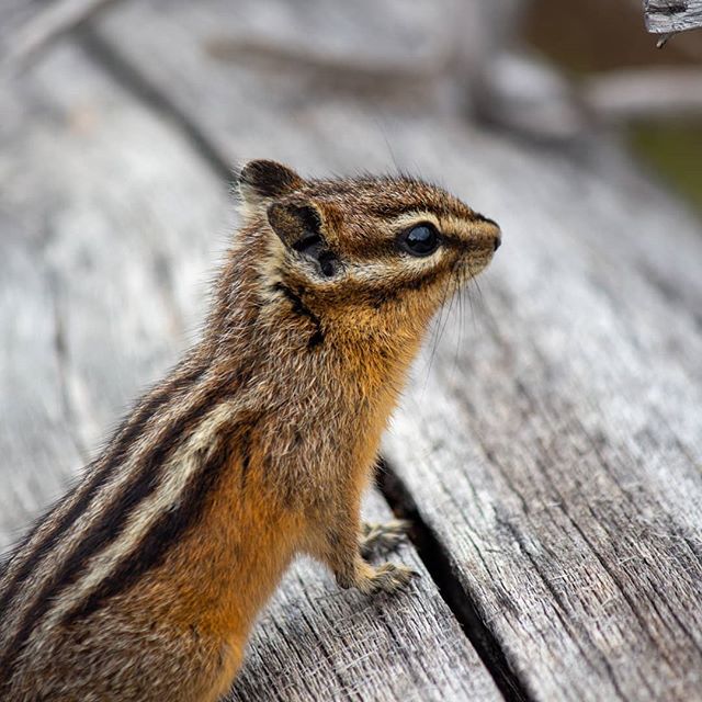 thePainter_'s tweet photo. Alvin 
#Banff #Alberta #Canada #Latergram #Chipmunk #Fuzzy #Adorable #littlePaws #Model #wilderness #cute #pose #imBasicallySnowWhite (but not really) #2019 #travel #adventure https://t.co/worYkAfclp https://t.co/ufkP6Iw6jS
