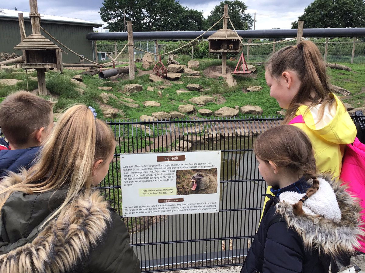 HendalPS's tweet photo. Year 5 are having a wonderful time exploring and learning about wildlife, conservation and endangered species at Yorkshire Wildlife Park. #YWP #yorkshirewildlifepark #OrcaClass #hendal #FalconClass https://t.co/mQGApeTnME