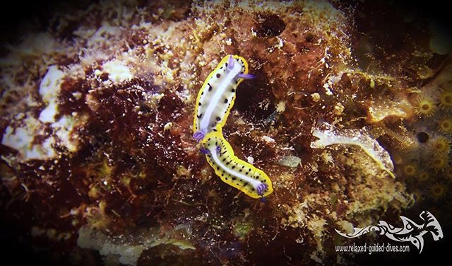 RGDives's tweet photo. Follow the leader ...😎🇨🇼🏝#scuba #scubadiving #relaxedguideddives #travel #explore #discover #curacao #fun #duiken #tauchen #diving #tripadvisor #cressi #oceanreef #scuba #scubadiving #openwaterdiver #duikeninbeeld #besttravel #todo #adventure #caribb… https://t.co/m05l2Lm85X https://t.co/nVgMnTYwtr