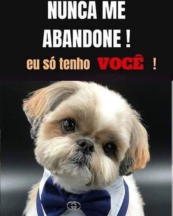 PatudosSos's tweet photo. #abandonoécrime #abandonar #ADonaDoPedaço #PortalAmazônia #channel9apologize https://t.co/w2K4x2X6aW