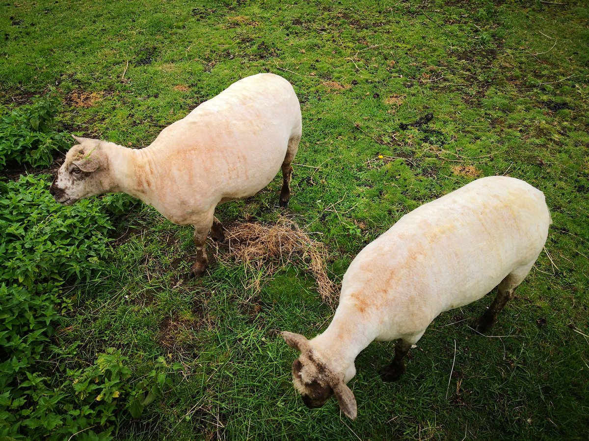 OhItsBr4mb0's tweet photo. Who dis?! Moor and Mara? I hardly recognise them. #Sheep #ShearingSheep #Naked #CloseYourEyes https://t.co/zzRha54QYM