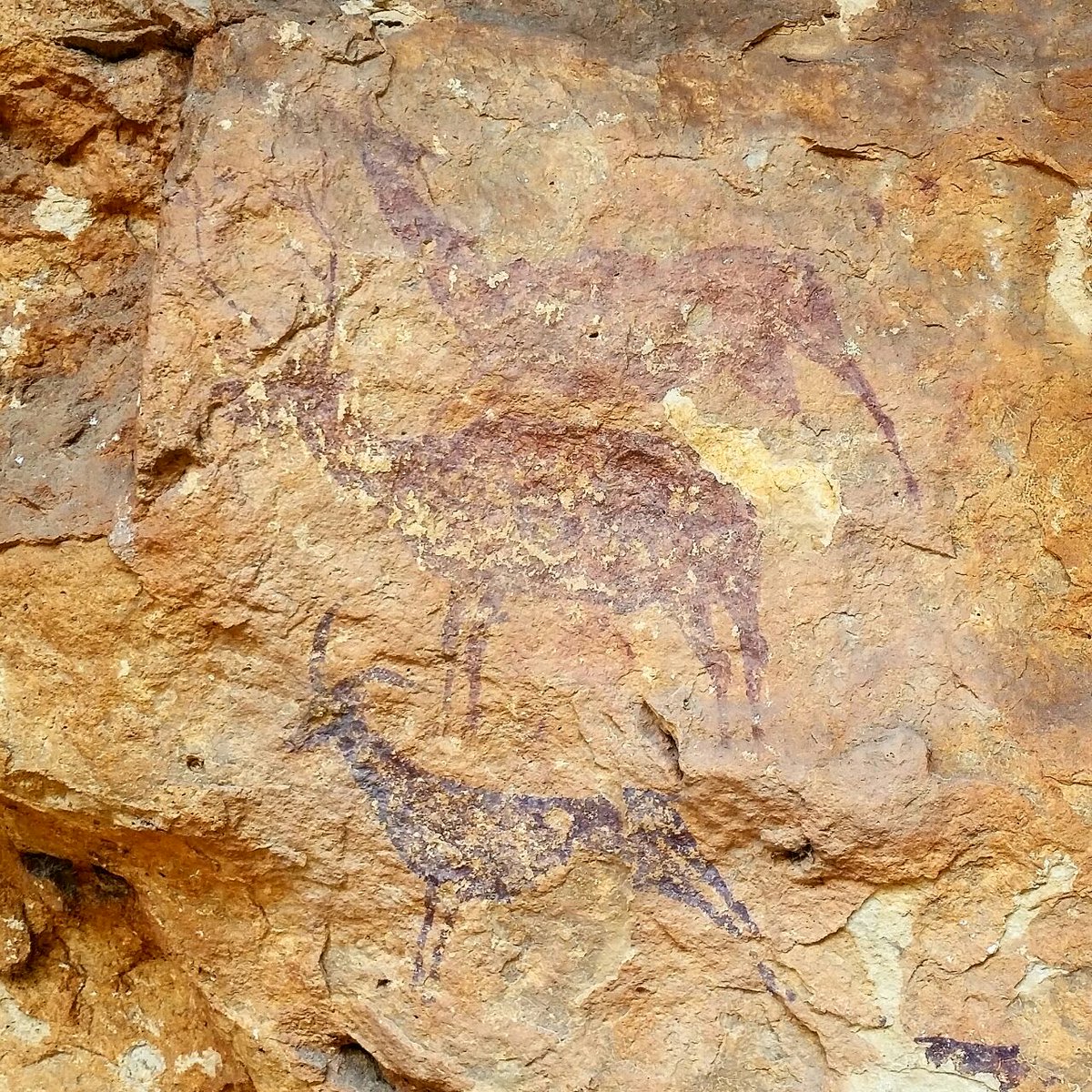 HoracioDiez's tweet photo. Detalle del mural de la Cueva de la Araña (Abrigo II Barranco de Hongares, Bicorp). Se pintó hace unos 8.000 años.
Uno de los cérvidos tiene marcado el detalle del pelo erizado en la nuca, porque llegan los humanos…
#ArteParietal #Prehistoria #ArteLevantino #veganismo #arte https://t.co/BtDS3Rw7LK
