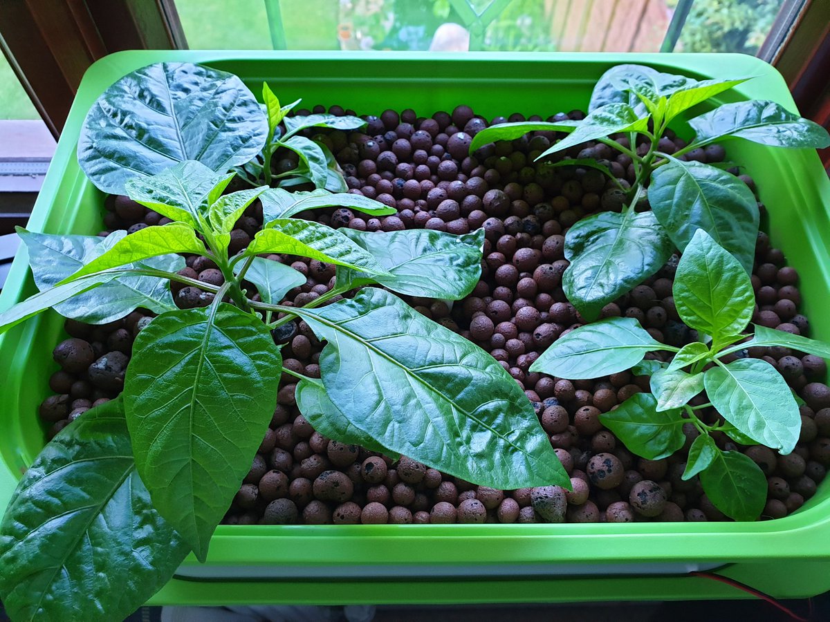 mr_bridger's tweet image. Planted in Hydro, 2 weeks later, then 4½ weeks later. Bonkers growth. #CarolinaReaper
